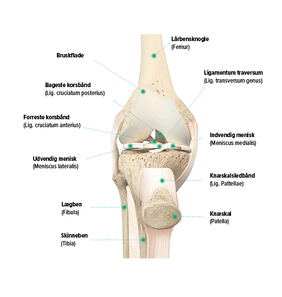 Knæets opbygning, set forfra