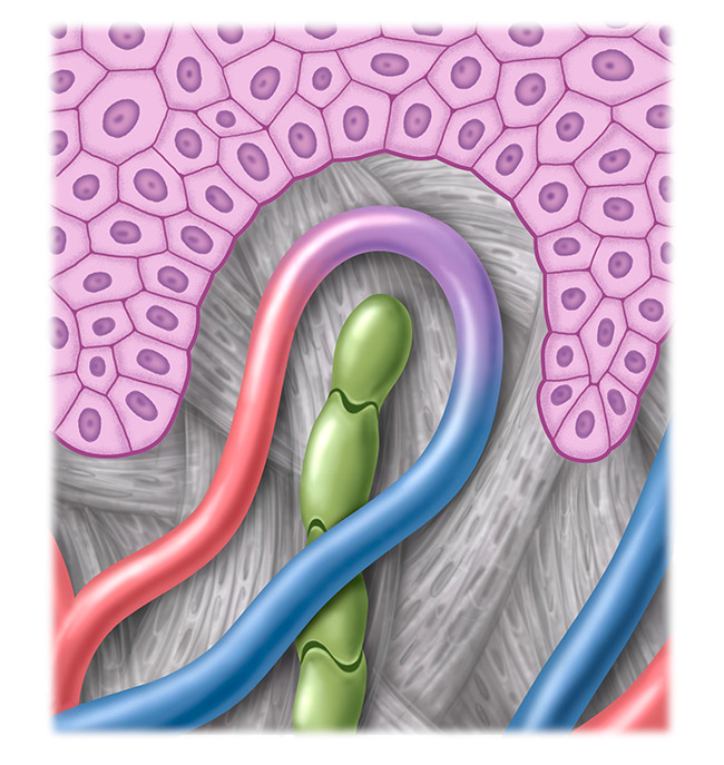 Grafik gesundes Lymphsystem Grafik gesundes Lymphsystem