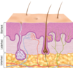 Abbildung Hautschichten