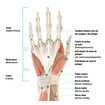 Gráfico anatómico da mão direita - palma da mão