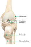 Anatomischer Aufbau des Kniegelenks