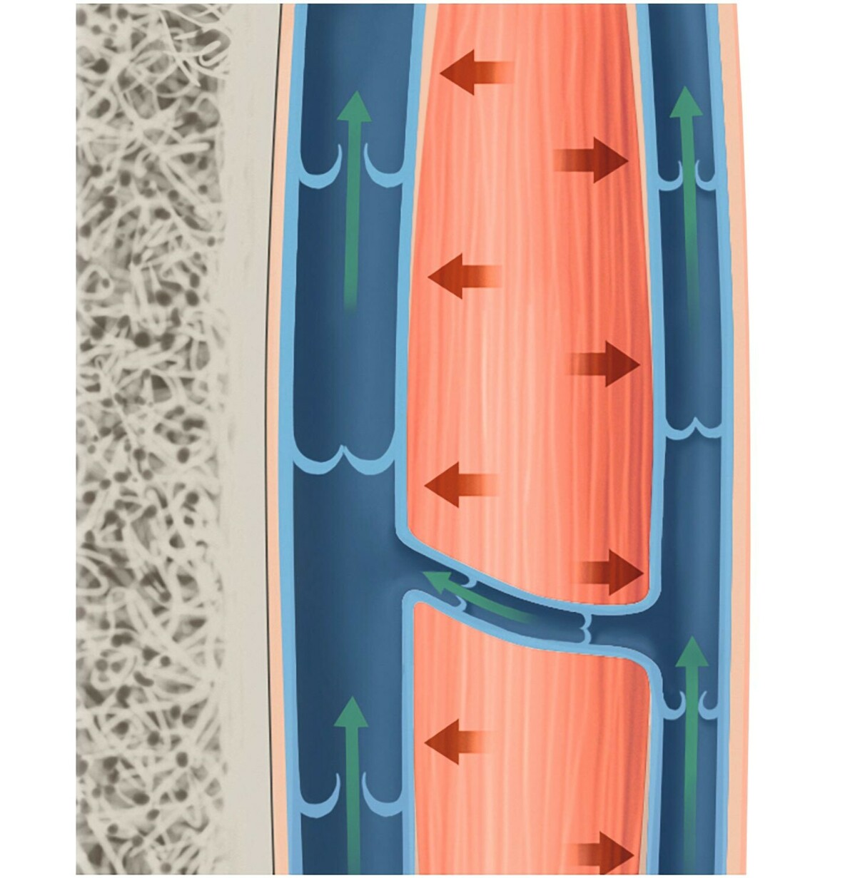 Die Muskelpumpe und Gelenkpumpe aktivieren Juzo
