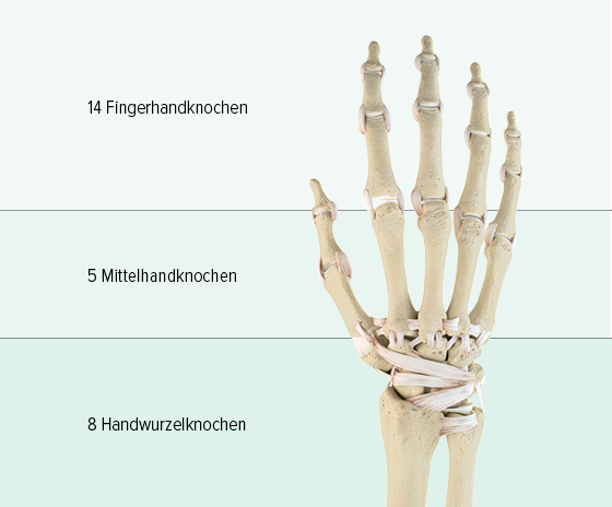 Aufbau der Handknochen Man sieht eine grafische Abbildung der Knochen einer Hand: sie besteht im oberen Abschnitt aus 14 Fingerhandknochen, die Mittelhand besteht aus 5 Mittelhandknochen, im unteren Teil befinden sich 8 Handwurzelknochen