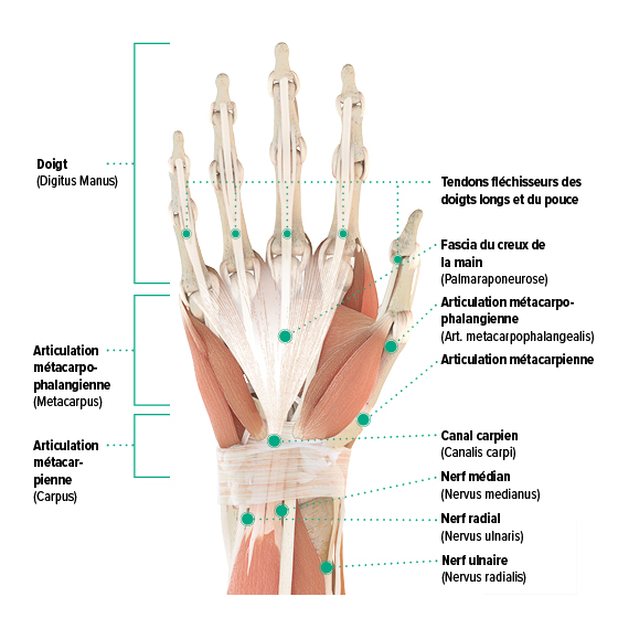 Douleurs dans la main - Causes et traitement - Juzo