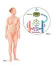 Das Lymphsystem des Menschen