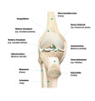 Aufbau des Knies, frontale Ansicht