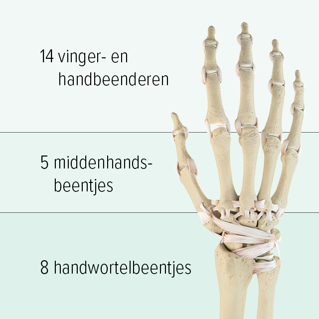 Je ziet een grafische weergave van de botten van een hand: het bovenste deel bestaat uit 14 vingerkootjes, de middenhand bestaat uit 5 middenhandsbeentjes en in het onderste deel bevinden zich 8 handwortelbeentjes