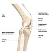 Anatomy of the knee, lateral view