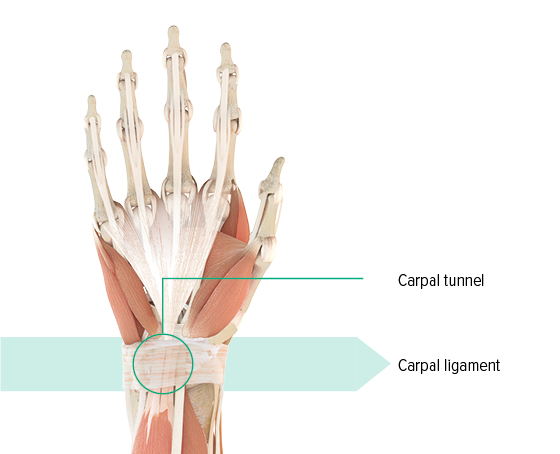 Anatomical drawing – left hand Anatomical diagram of the left hand showing the carpal tunnel and the carpal ligament