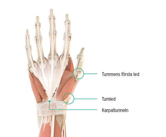 Anatomisk teckning – höger hand, vy från handryggen Anatomisk illustration av en hand: här kan man se tummens basled, tummens sadelled och var karpaltunneln är belägen