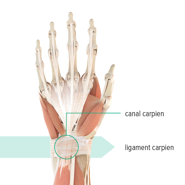 Illustration anatomique de la main gauche avec mise en évidence du canal carpien et du ligament carpien