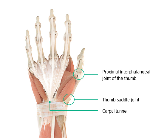 Anatomical drawing – right hand, view of the back of the hand Anatomical diagram of a hand: you can see the metacarpophalangeal joint of the thumb, the saddle joint of the thumb and where the carpal tunnel is located