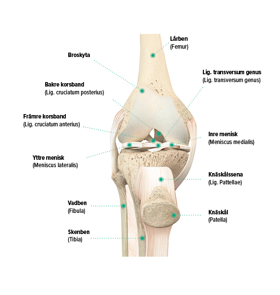 Knäets uppbyggnad, bild framifrån Knäets uppbyggnad, bild framifrån