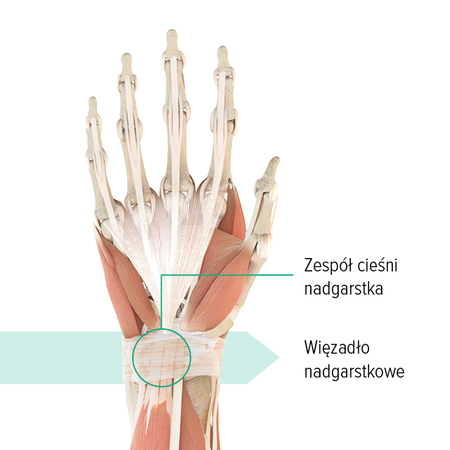 Rysunek anatomiczny – lewa ręka Rysunek anatomiczny lewej dłoni z zaznaczonym kanałem nadgarstka i więzadłem nadgarstkowym