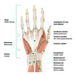 Bild av anatomin hos höger hand – Handflata