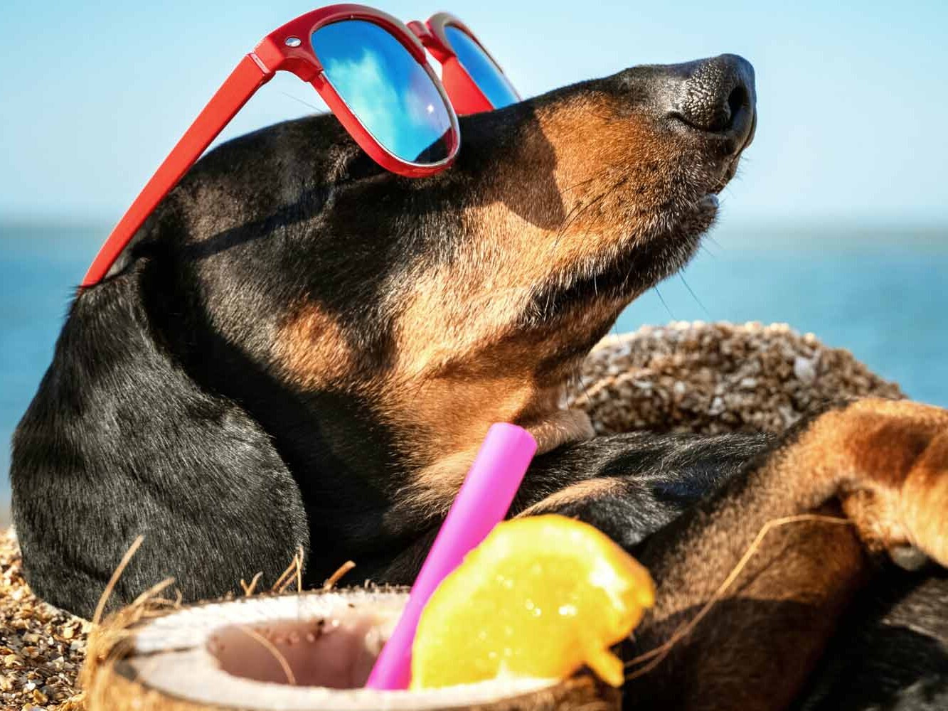 Zu langes Sonnenbaden kann zu einem Sonnenbrand führen Dackel genießt die Sonne am Strand