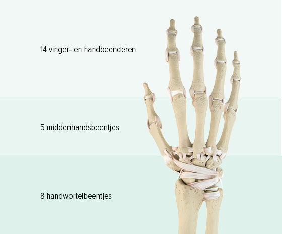 Je ziet een grafische weergave van de botten van een hand: het bovenste deel bestaat uit 14 vingerkootjes, de middenhand bestaat uit 5 middenhandsbeentjes en in het onderste deel bevinden zich 8 handwortelbeentjes