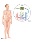 Het lymfesysteem van de mens