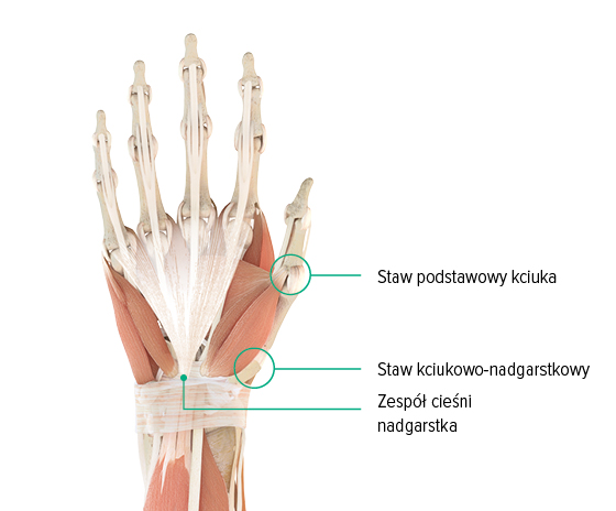 Rysunek anatomiczny – prawa ręka, widok na grzbiet dłoni Rysunek anatomiczny dłoni: widać na nim staw podstawowy kciuka, staw siodłowy kciuka oraz położenie kanału nadgarstka