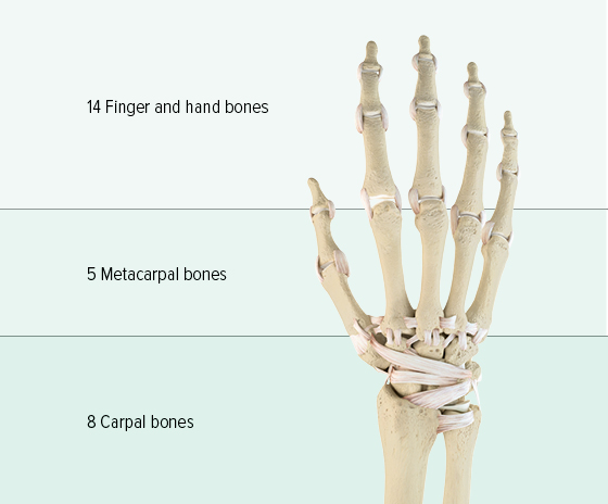 Structure of the bones of the hand A diagram of the bones of a hand is shown: the upper section consists of 14 phalanges, the metacarpus consists of 5 metacarpal bones, and the lower section contains 8 carpal bones