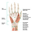Rysunek anatomiczny prawej dłoni – wewnętrzna strona dłoni