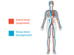 The human cardiovascular system