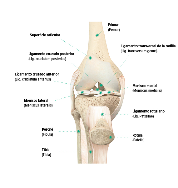Estructura de la rodilla, vista frontal Estructura de la rodilla, vista frontal