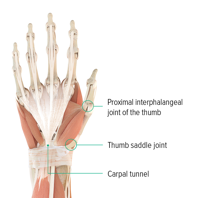 Anatomical drawing – right hand, view of the back of the hand Anatomical diagram of a hand: you can see the metacarpophalangeal joint of the thumb, the saddle joint of the thumb and where the carpal tunnel is located