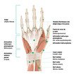 Graphique Anatomie de la main droite - Paume de la main