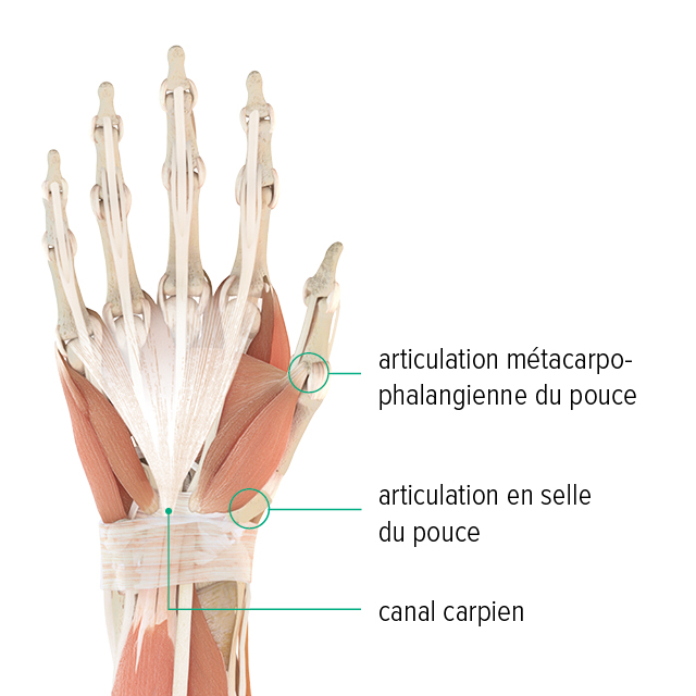 Dessin anatomique - Main droite, vue du dos de la main Illustration anatomique d'une main : on y distingue l'articulation métacarpophalangienne du pouce, l'articulation en selle du pouce et l'emplacement du canal carpien