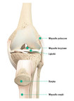 Budowa anatomiczna stawu kolanowego