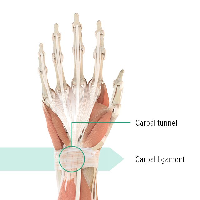 Anatomical drawing – left hand Anatomical diagram of the left hand showing the carpal tunnel and the carpal ligament