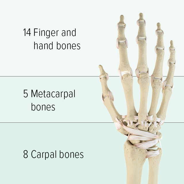 Structure of the bones of the hand A diagram of the bones of a hand is shown: the upper section consists of 14 phalanges, the metacarpus consists of 5 metacarpal bones, and the lower section contains 8 carpal bones