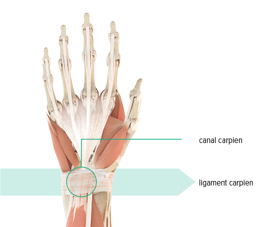 Illustration anatomique de la main gauche avec mise en évidence du canal carpien et du ligament carpien