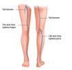 Venesystemet i benet