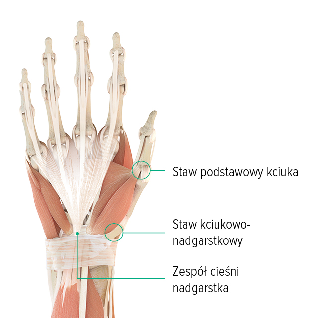 Rysunek anatomiczny – prawa ręka, widok na grzbiet dłoni Rysunek anatomiczny dłoni: widać na nim staw podstawowy kciuka, staw siodłowy kciuka oraz położenie kanału nadgarstka
