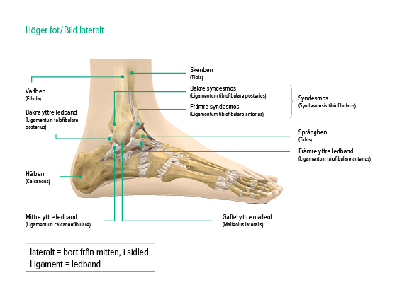 Fotled, bild lateralt