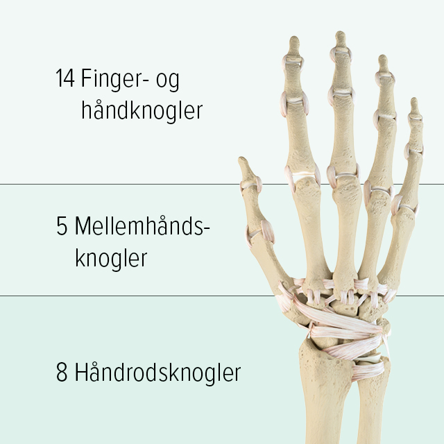 Håndknoglernes opbygning Man ser en grafisk fremstilling af knoglerne i en hånd: Den øverste del består af 14 fingerknogler, mellemhånden består af 5 mellemhåndsknogler, og i den nederste del findes 8 håndrodsknogler