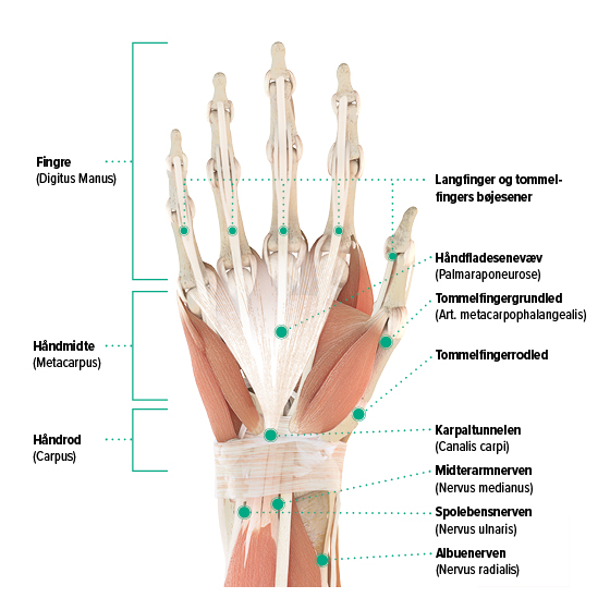 Shuraba koncert Dynamics Smerter i hånden – årsager og behandling - Juzo
