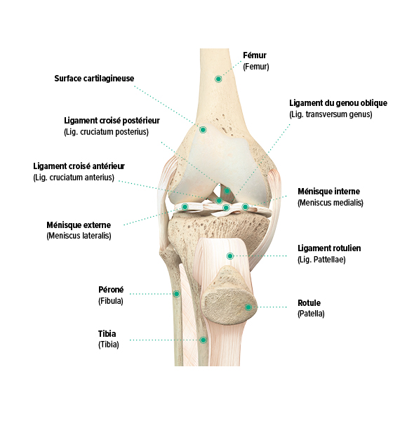 Douleurs au genou - causes et traitement - Juzo