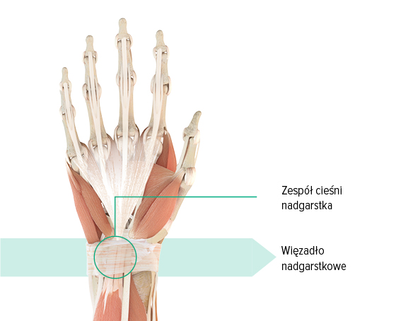 Rysunek anatomiczny – lewa ręka Rysunek anatomiczny lewej dłoni z zaznaczonym kanałem nadgarstka i więzadłem nadgarstkowym