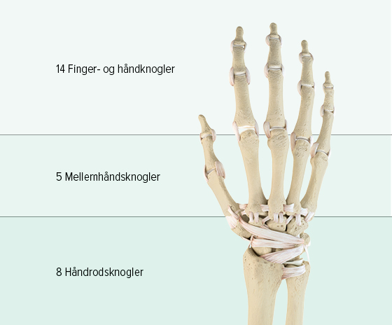 Håndknoglernes opbygning Man ser en grafisk fremstilling af knoglerne i en hånd: Den øverste del består af 14 fingerknogler, mellemhånden består af 5 mellemhåndsknogler, og i den nederste del findes 8 håndrodsknogler