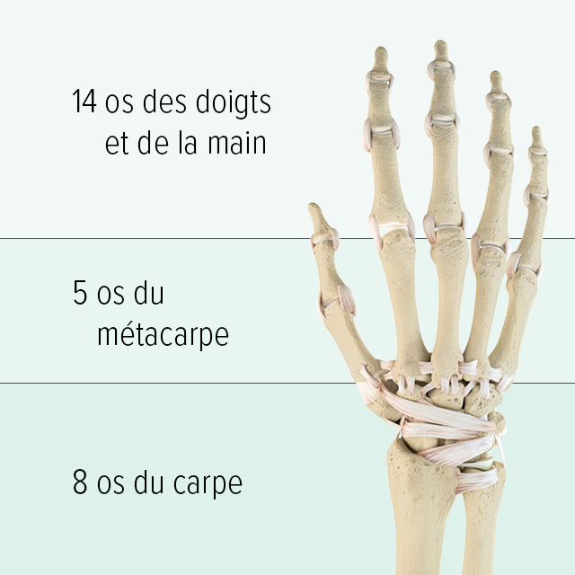 Structure des os de la main On voit une représentation graphique des os de la main : la partie supérieure est composée de 14 os des doigts, le métacarpe de 5 os métacarpiens, et la partie inférieure de 8 os du carpe.