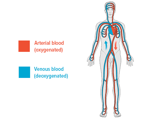 Venous Blood Venous Blood