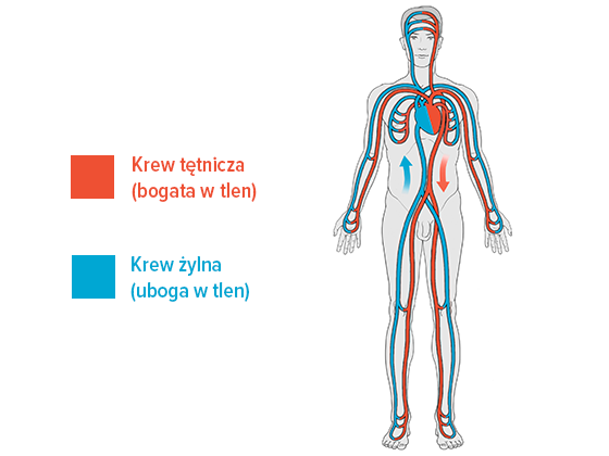 Schemat Przedstawia Kierunek Przepływu Krwi Dolegliwości żylne - Juzo