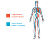 Circulación sanguínea en el cuerpo humano