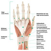 Anatomie-Grafik der rechten Hand - Handfläche