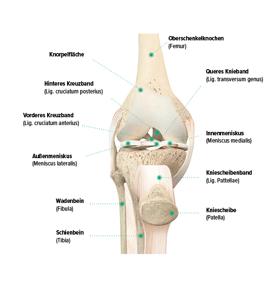 Aufbau des Knies, frontale Ansicht Aufbau des Knies, frontale Ansicht
