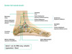 Sprunggelenk laterale Ansicht