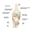 Estructura de la rodilla, vista frontal